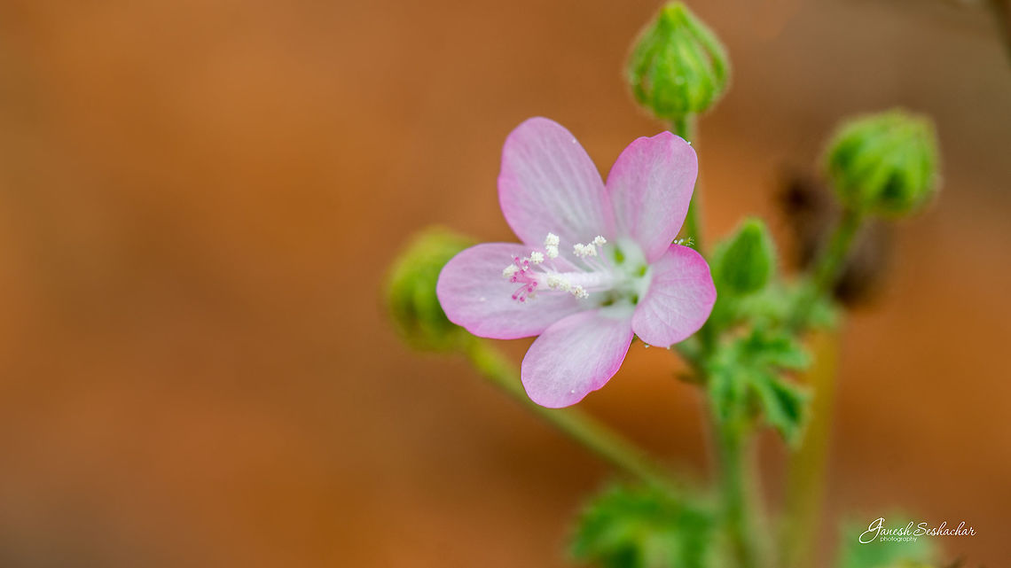 Good Morning :) Place: Valley School, Kanakapura Ceylon swamp mallow,Geotagged,India,Pavonia zeylanica,Summer,beautiful,bengaluru,details,flower