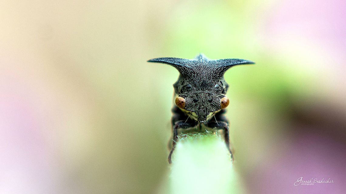 Tree Hopper Place: Home Garden, Davangere Geotagged,India,Leptocentrus,Membracidae,Summer,closeup,details,hopper,insect,macro,supermacro,treehopper