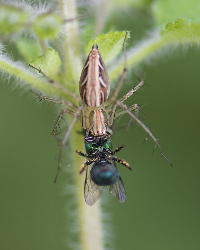 Spider with the kill Top View of image <a href="https://www.jungledragon.com/image/53430" rel="nofollow">https://www.jungledragon.com/image/53430</a><br />
<br />
Place: Gnanabharathi University Campus, Benglauru Geotagged,India,Oxyopes javanus,Summer,gnanabharathi,insect,kill,macro,spider,supermacro