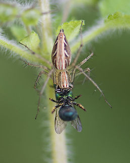 Spider with the kill Top View of image https://www.jungledragon.com/image/53430

Place: Gnanabharathi University Campus, Benglauru Geotagged,India,Oxyopes javanus,Summer,gnanabharathi,insect,kill,macro,spider,supermacro