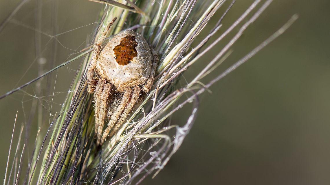 Orb Weaver? Found this little orb spider was camouflaged onto high grass. <br />
Pls help me with the ID<br />
<br />
Place: Gnanabharathi University Campus, Bengaluru<br />
<br />
 Geotagged,India,Winter,camouflage,closeup,details,gnanabharathi,insect,macro,spider,wild