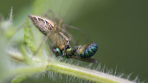 Spider with the kill Side view of image https://www.jungledragon.com/image/53428
Had very little time to act, could only capture few shots 
Place: Gnanabharathi Univeristy Campus, Bengaluru Geotagged,India,Oxyopes javanus,Summer,closeup,gnanabharathi,insects,kill,spider,supermacr,wild