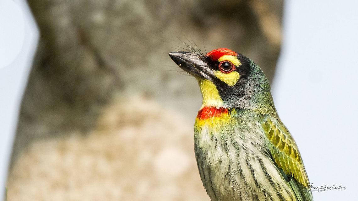 Coppersmith Portrait Pic from my archives :)<br />
Place: Gunjur Lake, Bengaluru Coppersmith Barbet,Geotagged,India,Megalaima haemacephala,Winter