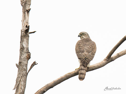 Shikra! Place: Gnanabharathi University Campus, Bengaluru Accipiter badius,Geotagged,India,Shikra,Summer,bird,hawlk,predator,shikra,wildlife