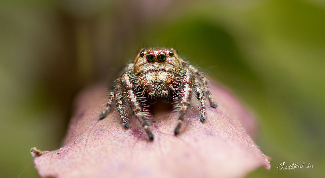 Hyllus Semicupreus [Male] Links: <br />
<a href="https://books.google.co.in/books?id=9oVHO-3ZGx4C&amp;lpg=PA296&amp;ots=Py155bn0xY&amp;dq=indian" rel="nofollow">https://books.google.co.in/books?id=9oVHO-3ZGx4C&amp;lpg=PA296&amp;ots=Py155bn0xY&amp;dq=indian</a> hyllus spider&amp;pg=PA297#v=onepage&amp;q=indian hyllus spider&amp;f=false<br />
<br />
<br />
Dark Male: <a href="https://en.wikipedia.org/wiki/Hyllus_semicupreus#/media/File:Hyllus_semicupreus_male_in_Kadavoor.jpg" rel="nofollow">https://en.wikipedia.org/wiki/Hyllus_semicupreus#/media/File:Hyllus_semicupreus_male_in_Kadavoor.jpg</a><br />
<br />
Place: Davangere, India Fall,Geotagged,Heavy-bodied jumper,Hyllus semicupreus,India,closeup,davangere,jumping spider,macro,supermacro,wildlife