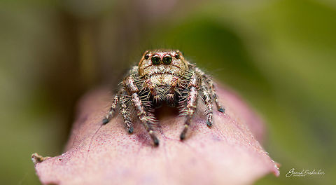 Hyllus Semicupreus [Male] Links: 
https://books.google.co.in/books?id=9oVHO-3ZGx4C&lpg=PA296&ots=Py155bn0xY&dq=indian hyllus spider&pg=PA297#v=onepage&q=indian hyllus spider&f=false


Dark Male: https://en.wikipedia.org/wiki/Hyllus_semicupreus#/media/File:Hyllus_semicupreus_male_in_Kadavoor.jpg

Place: Davangere, India Fall,Geotagged,Heavy-bodied jumper,Hyllus semicupreus,India,closeup,davangere,jumping spider,macro,supermacro,wildlife