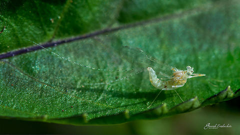 Mayfly? - ID HELP Place: Bengaluru University Campus Ephemeroptera,Geotagged,Gnanabharathi,India,Summer,details,macro,mayfly,supermacro
