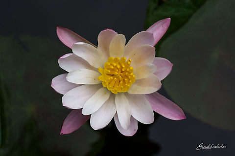 ID HELP Place: Gnanabharathi University Campus, Bengaluru Geotagged,India,Summer,beautiful,flower,gnanabharathi,lotus,wallpaper