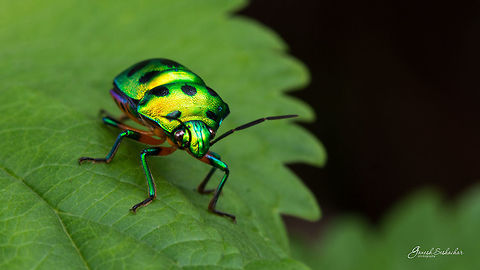 Green Jewel Bug Place: Gnanabharathi Campus, Bengaluru  Chrysocoris purpureus,Geotagged,India,Summer,closeup,details,gnanabharathi,insect,macro