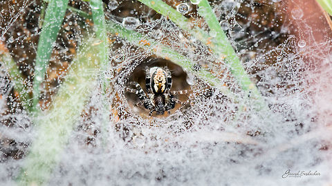 The Funnel Web Hunter! Gnanabharathi University Campus, Bengaluru Geotagged,India,Raindrops,Summer,bengaluru,funnel web,gnanabharathi,morning,spider,web