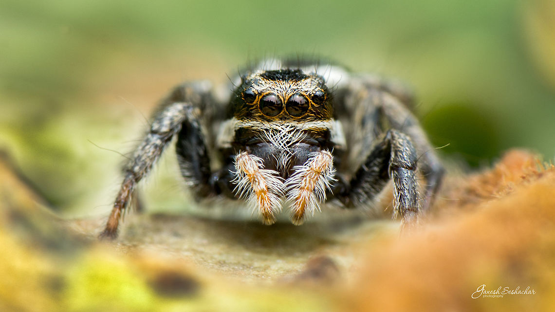 Jumping Spider Gnanabharathi University Campus, Bengaluru Geotagged,India,Jumping Spider,Summer,closeup,details,gnanabharathi,macro,spider,supermacro