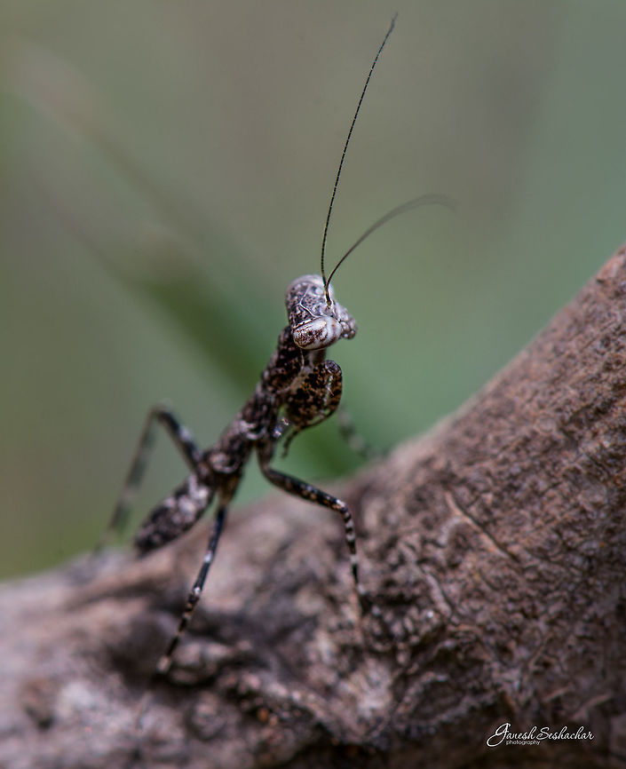 Mantis Place: Gnanabharathi University Campus Geotagged,India,Summer,bengaluru,details,eye,gnanabharathi,insects,macro,mantis,wild