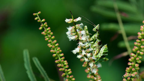Flower Mantis  Geotagged,India,Summer,bengaluru,gnanabharathi,macro,mantis,wild