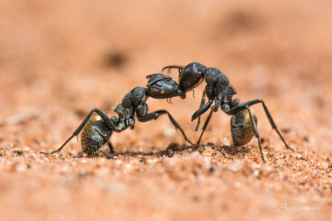 Ant fight Found these 2 little fellas fighting in the middle of pathway, you could notice that both have lost one front leg and the fight went on...  The light was bit harsh, as this was shot around 1pm. <br />
<br />
Between, is this Golden Backed Ant [Camponotus sericeus] ???  Camponotus sericeus,Geotagged,Golden backed ant,India,Summer,black ant,fight,gnanabharathi,golden backed ant,injury,wild