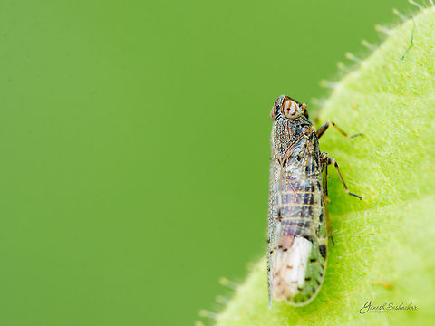 ID HELP Place: Bengaluru University Campus Geotagged,India,Summer,closeup,fly,gnanabharathi,macro,wild