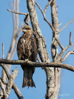 Black Kite Place: Kaikondanahalli Lake, Bengaluru Black kite,Geotagged,India,Milvus migrans,Summer