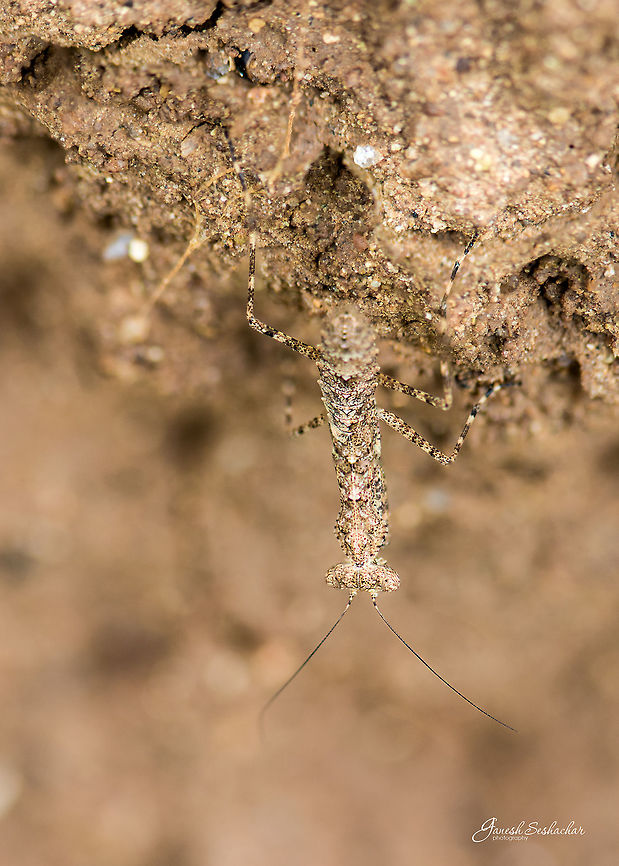 Mantis camouflaged with termite mound Place: Near Gunjur Lake<br />
 Camouflage,Geotagged,India,Summer,closeup,details,gunjur,macro,mantis,termite,termite mound,wildlife