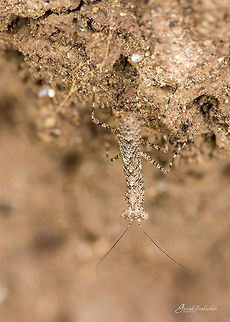 Mantis camouflaged with termite mound Place: Near Gunjur Lake
 Camouflage,Geotagged,India,Summer,closeup,details,gunjur,macro,mantis,termite,termite mound,wildlife