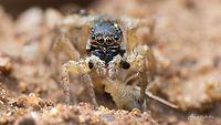 Jumping Spider with termite kill Top view<br />
https://www.jungledragon.com/image/53699/jumping_spider_with_termite_kill_-_action_-1.html Geotagged,India,Stenaelurillus lesserti,Summer,closeup,gunjur,jumping spider,kill,macro,termite