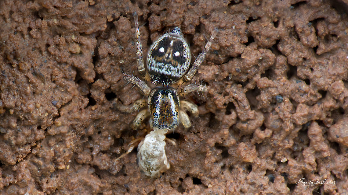 Jumping Spider with termite kill - [Action -1] Last week, had been to Gunjur a small village at outskirts of East Bengaluru. Noticed great activity going on around a termite mound, it had rained last night. The termites were busy building the mound and there were many little predators like the one captured above and ones tagged with the link (Mantis &amp; Spider), who were pulling the termites one by one to feed themselves <br />
 <br />
<figure class="photo"><a href="https://www.jungledragon.com/image/53693/jumping_spider_with_termite_kill.html" title="Jumping Spider with termite kill"><img src="https://s3.amazonaws.com/media.jungledragon.com/images/2167/53693_thumb.jpg?AWSAccessKeyId=05GMT0V3GWVNE7GGM1R2&Expires=1759968010&Signature=NcD2cLVYqq1dkCZWDOo4i7ED6mM%3D" width="200" height="114" alt="Jumping Spider with termite kill Top view<br />
https://www.jungledragon.com/image/53699/jumping_spider_with_termite_kill_-_action_-1.html Geotagged,India,Stenaelurillus lesserti,Summer,closeup,gunjur,jumping spider,kill,macro,termite" /></a></figure> <figure class="photo"><a href="https://www.jungledragon.com/image/53664/mantis_camouflaged_with_termite_mound.html" title="Mantis camouflaged with termite mound"><img src="https://s3.amazonaws.com/media.jungledragon.com/images/2167/53664_thumb.jpg?AWSAccessKeyId=05GMT0V3GWVNE7GGM1R2&Expires=1759968010&Signature=IU5z%2B07xLM%2FxKPsSPEX%2FMoWoUN0%3D" width="110" height="152" alt="Mantis camouflaged with termite mound Place: Near Gunjur Lake<br />
 Camouflage,Geotagged,India,Summer,closeup,details,gunjur,macro,mantis,termite,termite mound,wildlife" /></a></figure><br />
<br />
Have few more moments captured around the termite will be uploading them post processing :) Geotagged,India,Stenaelurillus lesserti,Summer,gunjur,injury,jumping spider,kill,termite