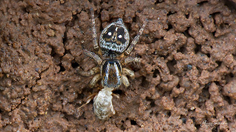 Jumping Spider with termite kill - [Action -1] Last week, had been to Gunjur a small village at outskirts of East Bengaluru. Noticed great activity going on around a termite mound, it had rained last night. The termites were busy building the mound and there were many little predators like the one captured above and ones tagged with the link (Mantis & Spider), who were pulling the termites one by one to feed themselves 
 
https://www.jungledragon.com/image/53693/jumping_spider_with_termite_kill.html https://www.jungledragon.com/image/53664/mantis_camouflaged_with_termite_mound.html

Have few more moments captured around the termite will be uploading them post processing :) Geotagged,India,Stenaelurillus lesserti,Summer,gunjur,injury,jumping spider,kill,termite