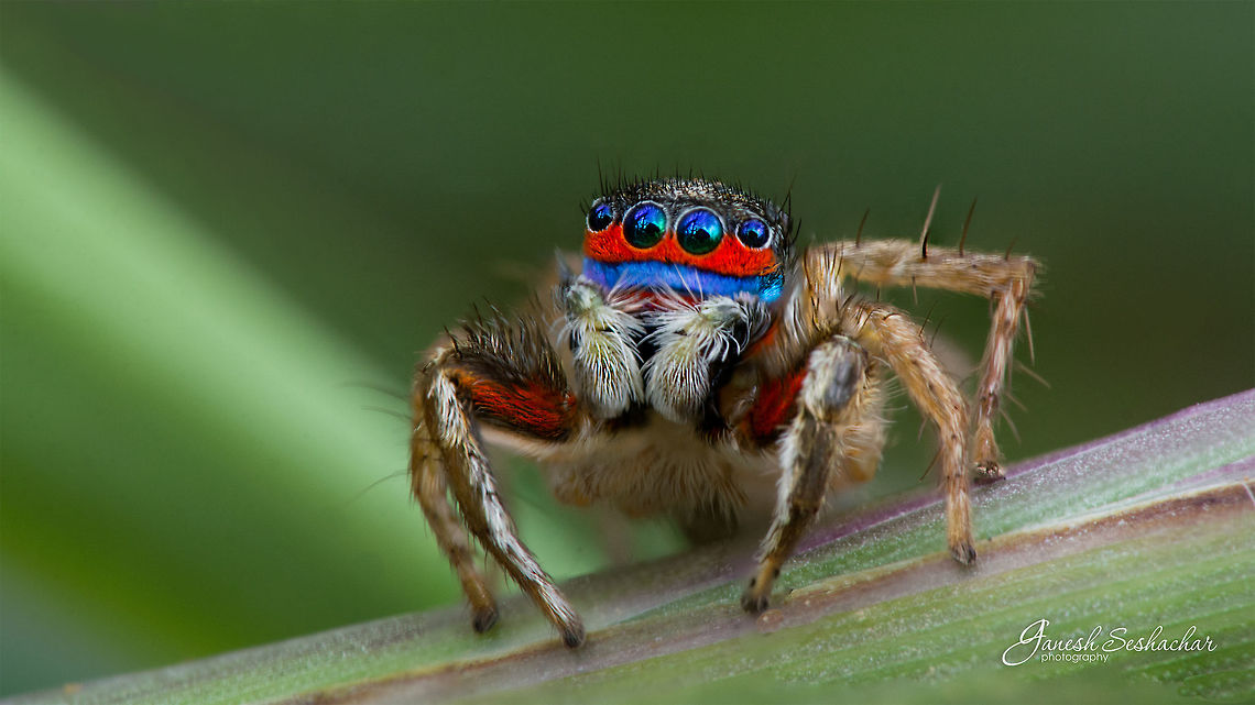 The Colorful Lesserti Its the same day and same place when I shot <figure class="photo"><a href="https://www.jungledragon.com/image/53699/jumping_spider_with_termite_kill_-_action_-1.html" title="Jumping Spider with termite kill - [Action -1]"><img src="https://s3.amazonaws.com/media.jungledragon.com/images/2167/53699_thumb.jpg?AWSAccessKeyId=05GMT0V3GWVNE7GGM1R2&Expires=1759968010&Signature=Ix5EnfIV7BMmI1bjCu11USYgqtE%3D" width="200" height="114" alt="Jumping Spider with termite kill - [Action -1] Last week, had been to Gunjur a small village at outskirts of East Bengaluru. Noticed great activity going on around a termite mound, it had rained last night. The termites were busy building the mound and there were many little predators like the one captured above and ones tagged with the link (Mantis &amp; Spider), who were pulling the termites one by one to feed themselves <br />
 <br />
https://www.jungledragon.com/image/53693/jumping_spider_with_termite_kill.html https://www.jungledragon.com/image/53664/mantis_camouflaged_with_termite_mound.html<br />
<br />
Have few more moments captured around the termite will be uploading them post processing :) Geotagged,India,Stenaelurillus lesserti,Summer,gunjur,injury,jumping spider,kill,termite" /></a></figure><br />
Again this was pretty close by the termite mound <br />
<br />
 Geotagged,India,Stenaelurillus lesserti,colorful,gunjur,jumping spider,macro,supermacro