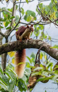 Indian Giant Squirrel or The Malabar Giant Squirrel and the Jack Fruit :) From my archives, shot in Western Ghats, Karnataka  :) 
This fella was enjoying the jack fruit while I was climbing the Western Ghat near Shiradi, I wasn't ready with my gear. He was seemed okay with my presence, or may be he was enjoying the fruit. I slowly pulled my gear out of the bag and took 4-5 shots, which he dint like and he disappeared in no time :(

I knew that he would come back, but then I had to hurry..

Thanks for watching!  Geotagged,India,Indian Giant Squirrel,Ratufa indica,Spring,jack fruit,squirrel,western ghats,wildlife