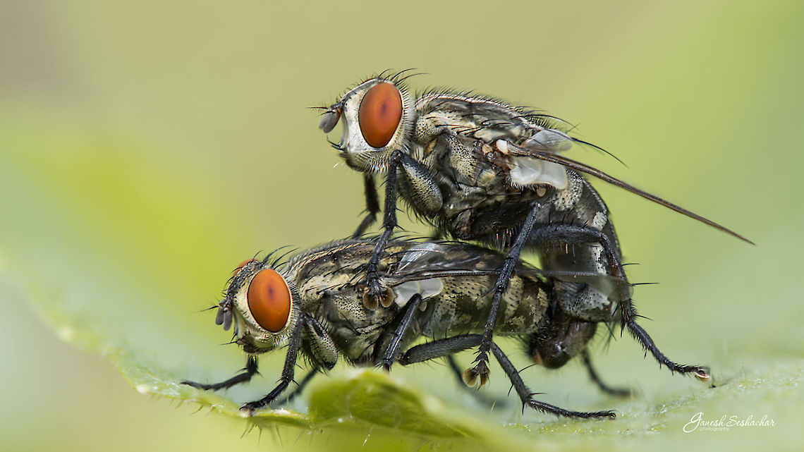 Flesh Fly Gunjur Village, Bengaluru<br />
<br />
Sarcophaga bercaea<br />
<a href="https://en.wikipedia.org/wiki/File:Sarcophaga_Bercaea2.jpg" rel="nofollow">https://en.wikipedia.org/wiki/File:Sarcophaga_Bercaea2.jpg</a><br />
<a href="http://www.entomoljournal.com/archives/2017/vol5issue1/PartG/5-1-7-296.pdf" rel="nofollow">http://www.entomoljournal.com/archives/2017/vol5issue1/PartG/5-1-7-296.pdf</a><br />
 Fall,Geotagged,India,details,fly,gunjur,love,macro,mating