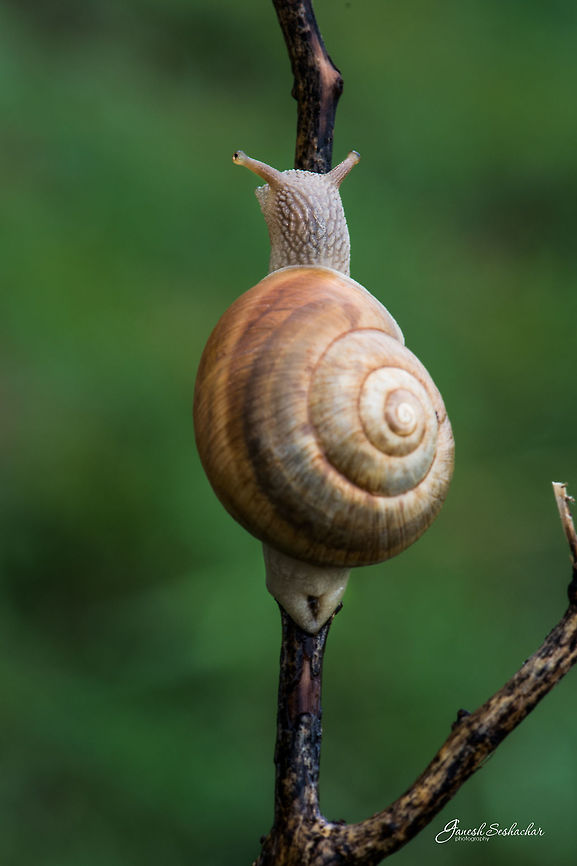 Snail Place: Gunjur, Bengaluru Fall,Geotagged,India,gunjur,macro,nature,rain,snail