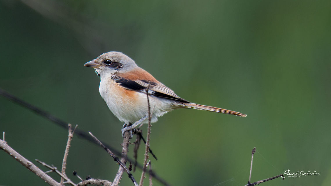 Bay-backed Shrike (Lanius vittatus) Place: Gonigepura, Gunjur  Bay-backed shrike,Fall,Geotagged,India,Lanius vittatus,birds,gunjur,shrike,wildlife