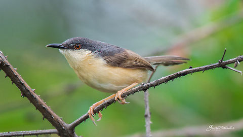 Ashy Prinia  Ashy Prinia,Fall,Geotagged,India,Prinia socialis,birds,gunjur,wildlife