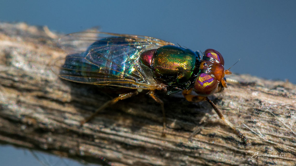 Striped Eye BlowFly - [Request for experts review] Striped Eye BlowFly <br />
Stomorhina sp. Rhiniinae Calliphoridae<br />
<br />
Mini forest, Gunjur Palya Fall,Geotagged,India,colorful,details,eyes,fly,gunjur,macro