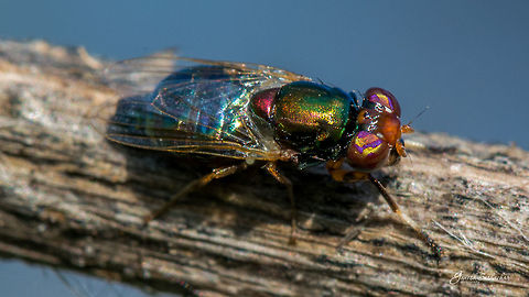 Striped Eye BlowFly - [Request for experts review] Striped Eye BlowFly 
Stomorhina sp. Rhiniinae Calliphoridae

Mini forest, Gunjur Palya Fall,Geotagged,India,colorful,details,eyes,fly,gunjur,macro
