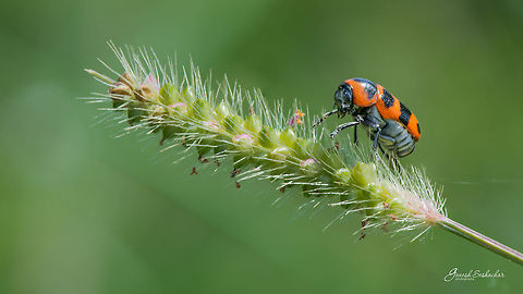 Diapromorpha turcica Mini Forest, Gunjur  Diapromorpha turcica,Fall,Geotagged,India,beetle,gunjur,macro,wildlife