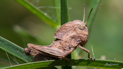 Hooded Grasshopper Mini Forest, Gunjur Palya, Bengaluru Fall,Geotagged,India,closeup,grasshopper,gunjur,insect,macro,portrait