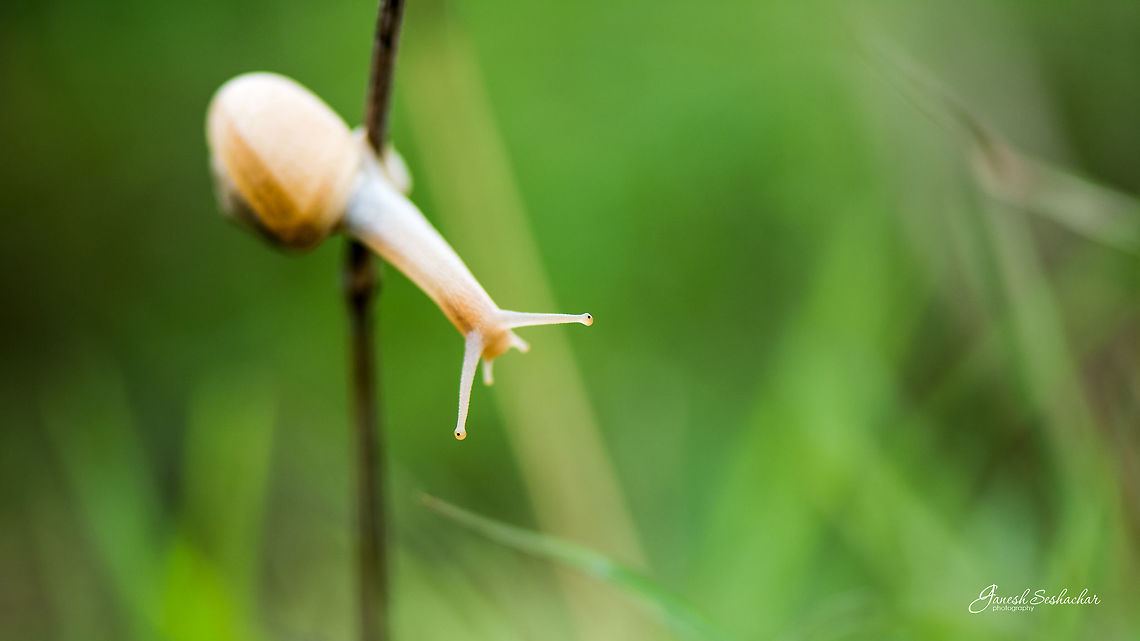 Eye of Snail Gunjur Lake Fall,Geotagged,India,Snail,closeup,details,eyes,gunjur,macro