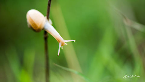 Eye of Snail Gunjur Lake Fall,Geotagged,India,Snail,closeup,details,eyes,gunjur,macro