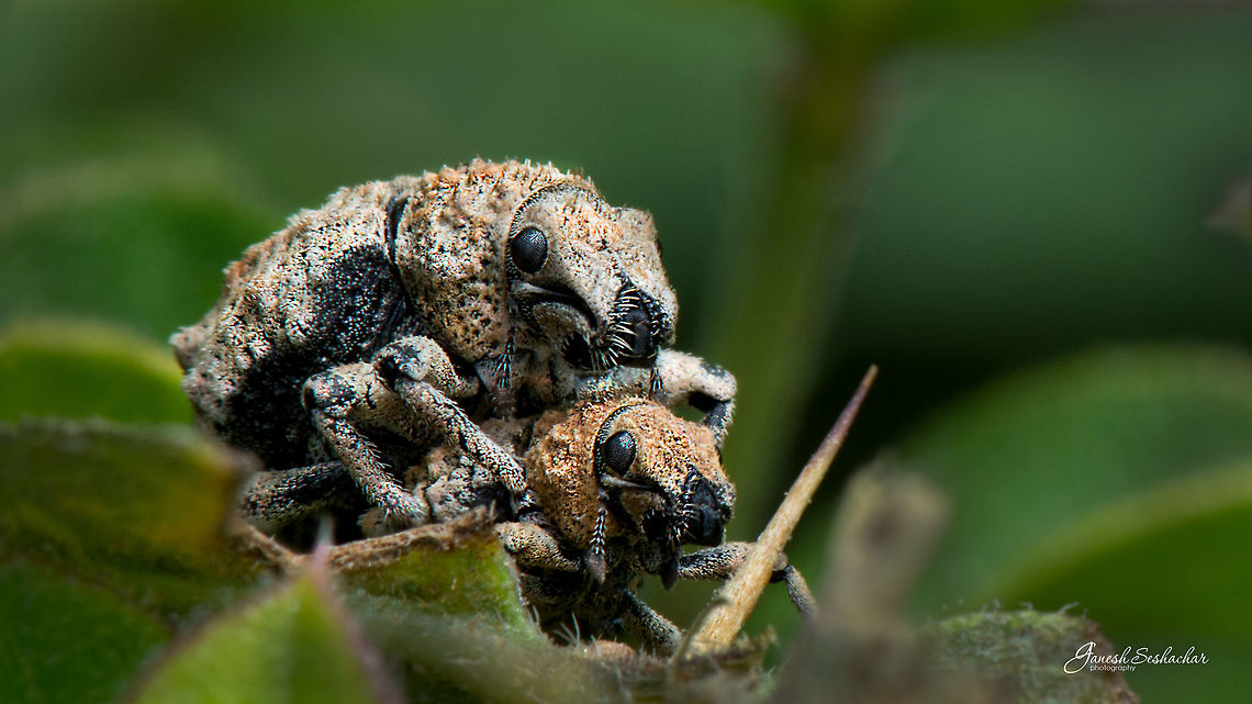 Weevils Gunjur Lake Fall,Geotagged,India,gunjur,insect,macro,mating,supermacro,weevil,wildlife