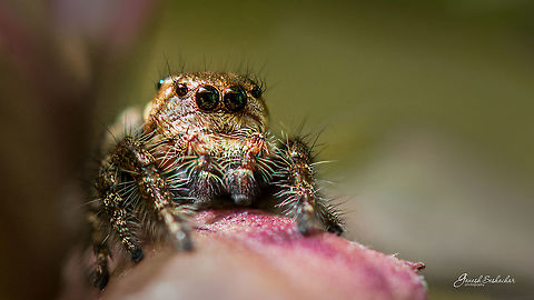 Hyllus [Male] Place: Davangere Fall,Geotagged,Heavy-bodied jumper,Hyllus semicupreus,India,davangere,heavy bodied jumper,hyllus,macro,spider