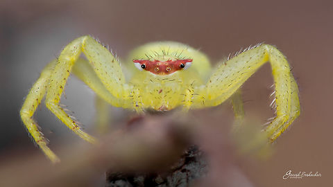 Crab Spider Probably Female and belongs to - Thomisus okinawensis sp.

Nikkor Micro 105mm &fnof;/2.8 with Raynox DCR 250 
[Stacked around 18 images]

Here is the top View
https://www.jungledragon.com/image/53946/crab_spider_-_top_view.html

Place: Davanagere, KA, India
 Davangere,Fall,Geotagged,India,closeup,macro,spider,spiders,super macro