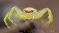 Crab Spider Probably Female and belongs to - Thomisus okinawensis sp.<br />
<br />
Nikkor Micro 105mm &fnof;/2.8 with Raynox DCR 250 <br />
[Stacked around 18 images]<br />
<br />
Here is the top View<br />
https://www.jungledragon.com/image/53946/crab_spider_-_top_view.html<br />
<br />
Place: Davanagere, KA, India<br />
 Davangere,Fall,Geotagged,India,closeup,macro,spider,spiders,super macro