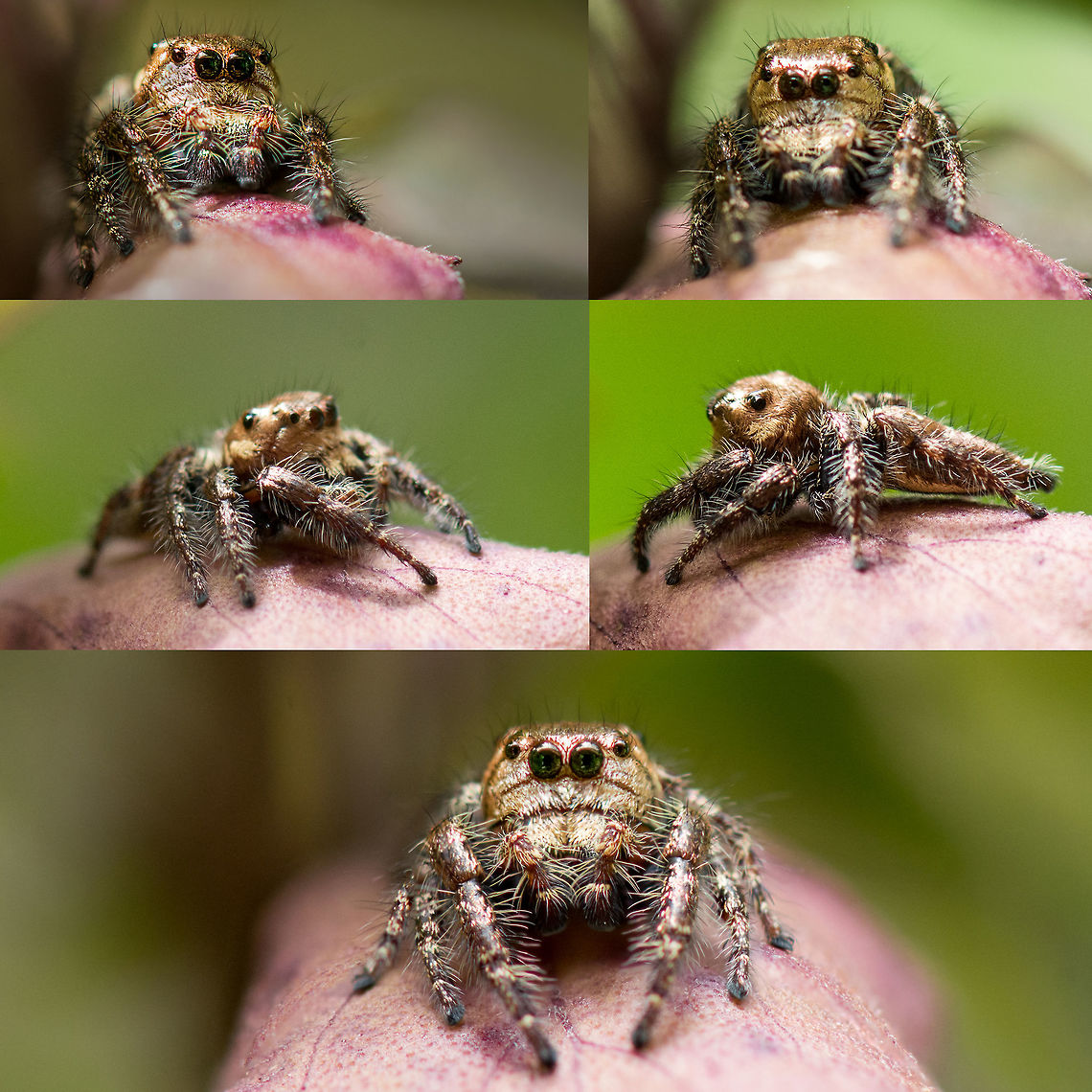 Hyllus - Collage This is a collage added for reference as requested by <a href="https://www.jungledragon.com/user/651/wildflower.html" class="user" title="view WildFlower's profile"><img src="https://secure.gravatar.com/avatar.php?gravatar_id=1ae5634651088d253d519467b19578f5&d=identicon&size=80" alt="WildFlower" /><em>WildFlower</em></a><br />
 Geotagged,Heavy-bodied jumper,Hyllus semicupreus,India,collage,heavy bodied jumper,hyllus,macro,spider