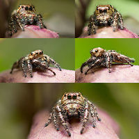 Hyllus - Collage This is a collage added for reference as requested by https://www.jungledragon.com/user/651/wildflower.html<br />
 Geotagged,Heavy-bodied jumper,Hyllus semicupreus,India,collage,heavy bodied jumper,hyllus,macro,spider