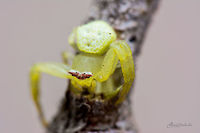 Crab Spider - [Top View] Davangere<br />
https://www.jungledragon.com/image/53919/crab_spider.html Davangere,India,crab spider,macro,spider,spiders