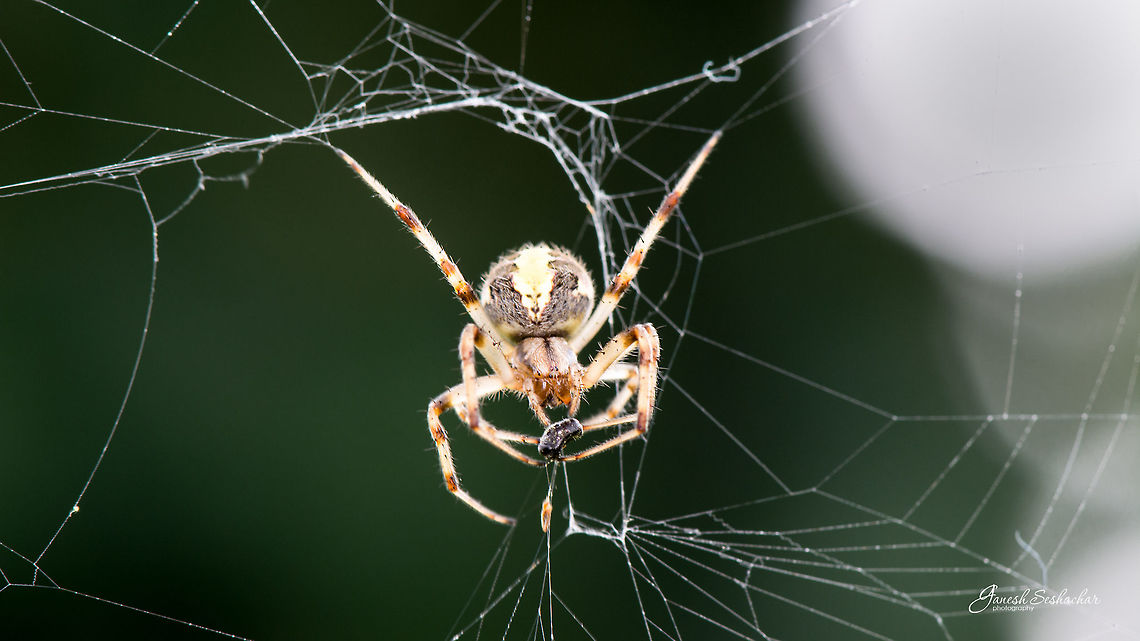 Spider with the kill Probably Orb Weaver <br />
<br />
Place: Gunjur Palya, Bengaluru Fall,Geotagged,Gunjur,India,Spider,Spiders,closeup,kill,macro,web