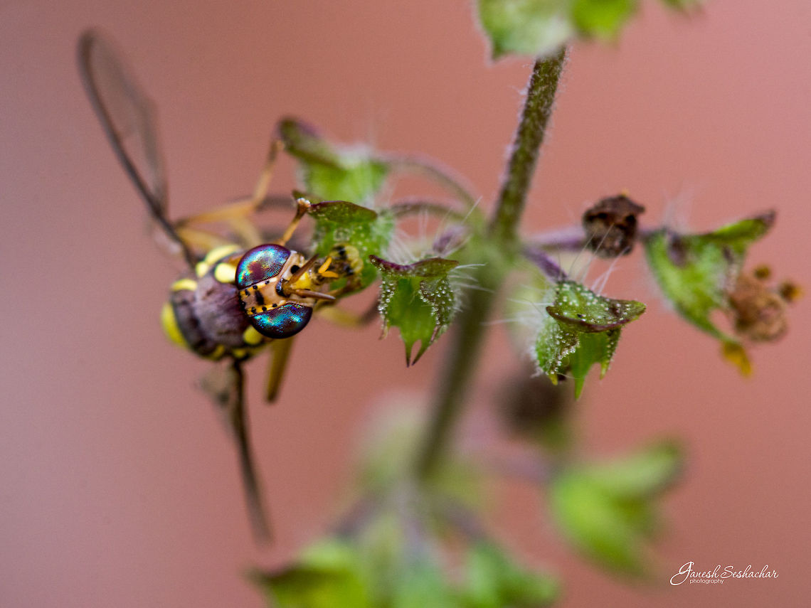 Colourful Eyes!  Davangere,Geotagged,India,Summer,closeup,details,eyes,fly,macro
