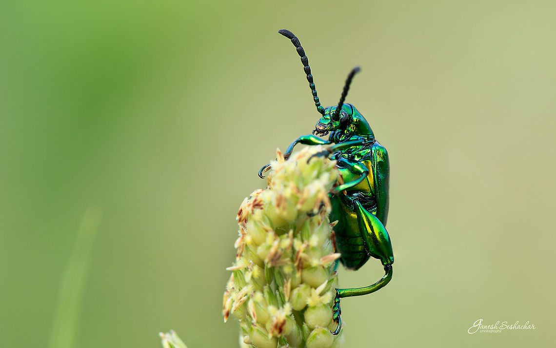 Frog Legged Leaf Beetle Place: Gunjur Palya, Bengaluru Fall,Frog Legged Leaf Beetle,Geotagged,Gunjur,India,Sagra buqueti,details,green bug,macro