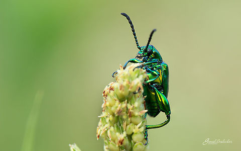 Frog Legged Leaf Beetle Place: Gunjur Palya, Bengaluru Fall,Frog Legged Leaf Beetle,Geotagged,Gunjur,India,Sagra buqueti,details,green bug,macro