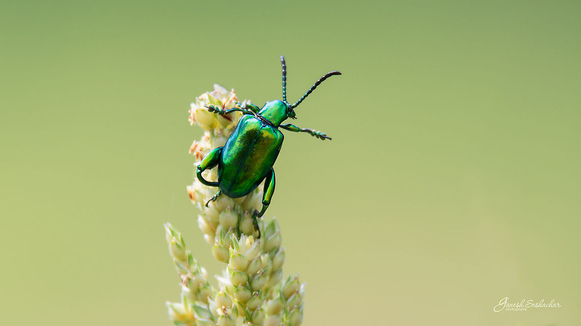Be right there! Frog Legged Leaf Beetle [Sagra buqueti]<br />
Gunjur Palya, Bengaluru Fall,Frog Legged Leaf Beetle,Geotagged,India,Sagra buqueti,gunjur,insect,macro
