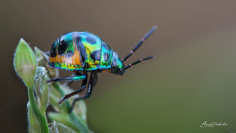 Jewel Bug - Juvenile  Fall,Geotagged,India,gunjur,insect,juvenile,macro